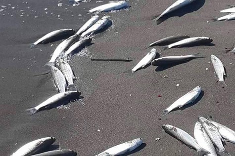 Tarsus'ta Şüpheli Balık Ölümleri Endişe Yarattı   