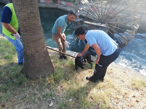 Sulama Kanalına Düşen Köpeği İtfaiye Kurtardı 